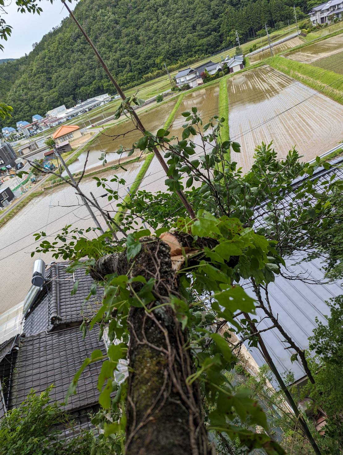 ～　山の木を切ります　～